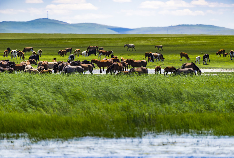 草原文明的瑰宝，探访内蒙古