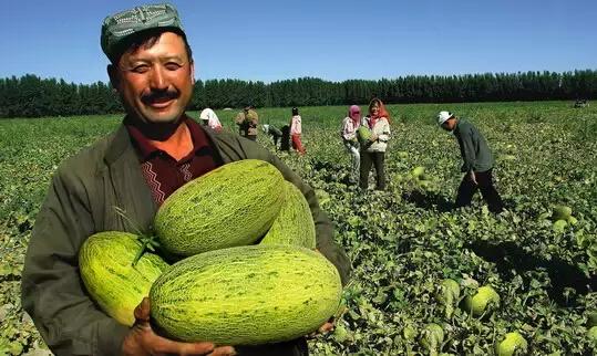 新疆技能学习指南，从入门到进阶的实用指南